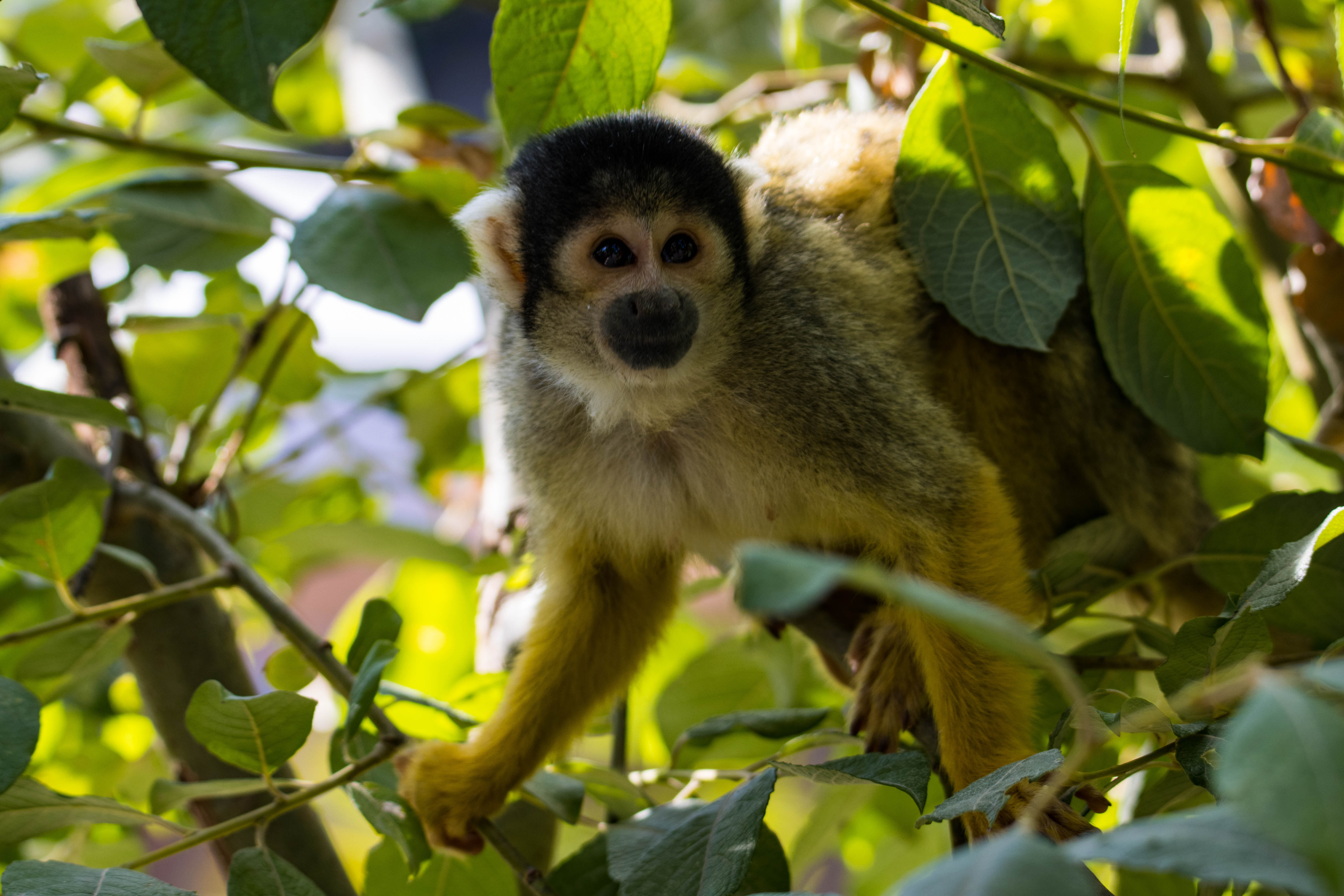 Singe écureuil ou Saïmiri-IMG_1486.jpg